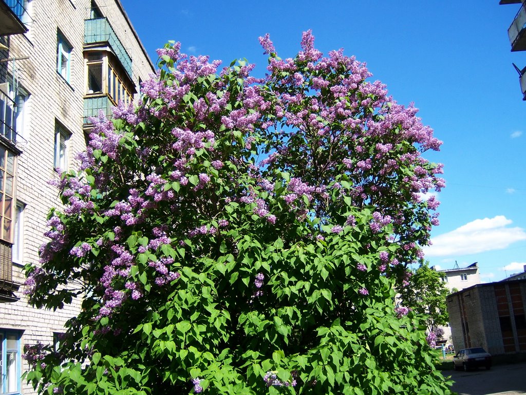 Сирень  (29.05.2009)