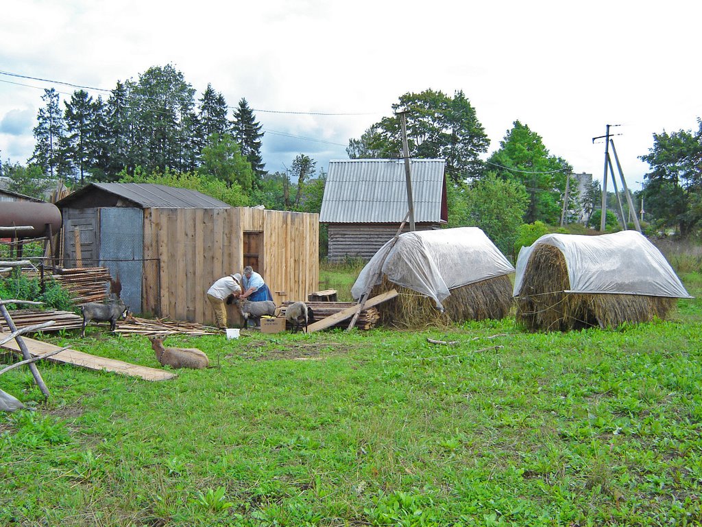 Cut sheep in the Russian country