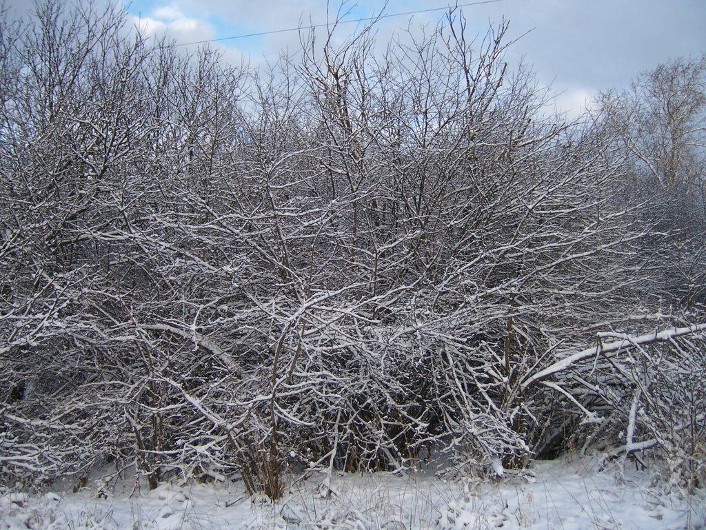 Первый снег  3 (19.11.2008г)