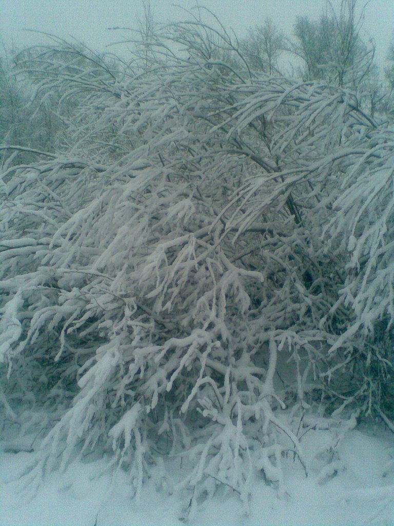 19.11.2007. г.Кингисепп .  Куст в снегу