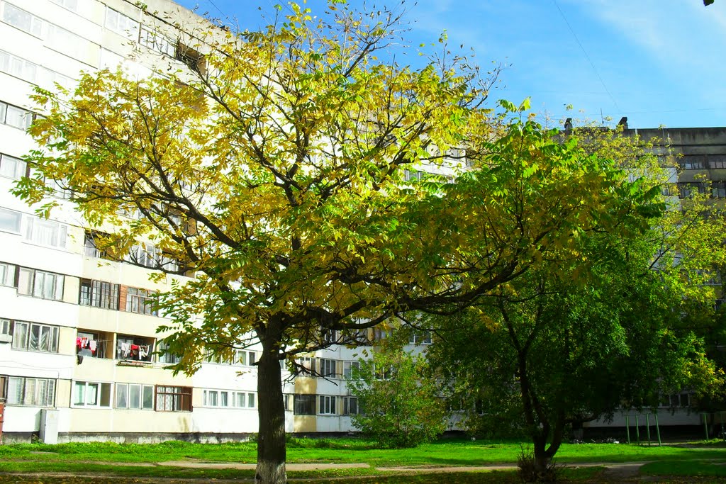 Маньчжурский орех