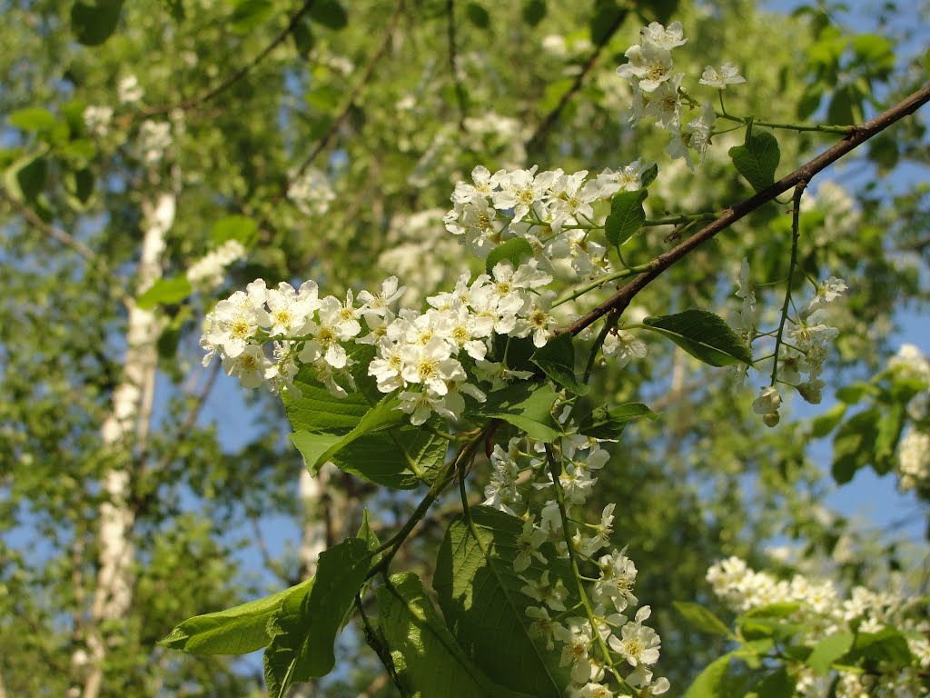 Весна. Spring