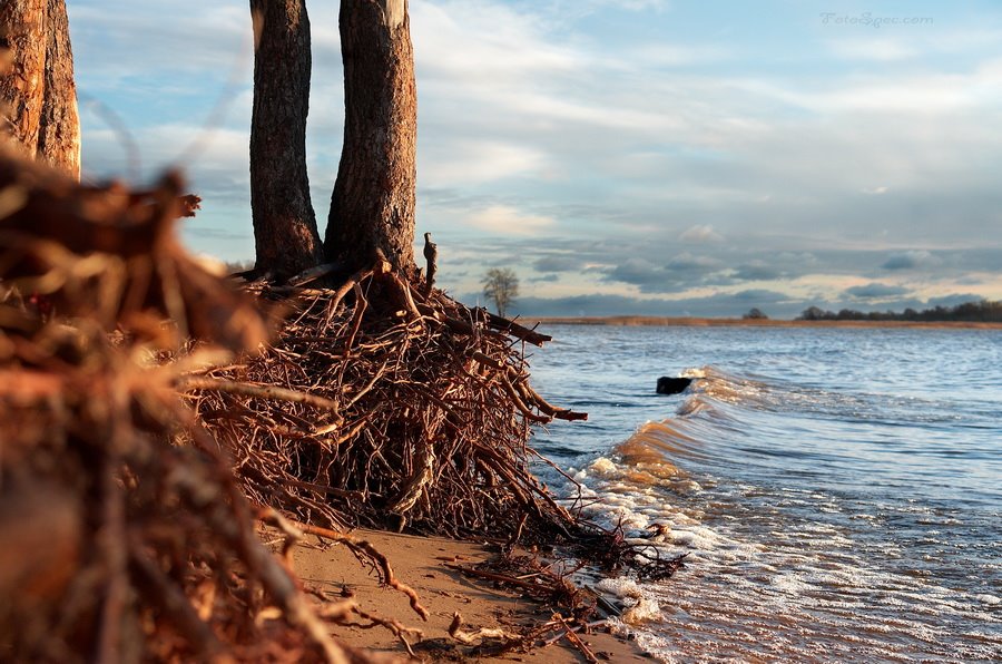 Деревья в воде (trees and water)