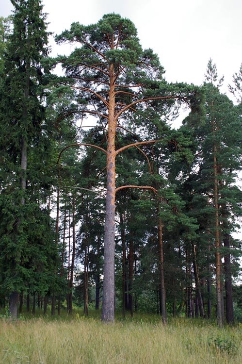 Сосны в Петровском парке / Pines in Peters park (28/07/2007)