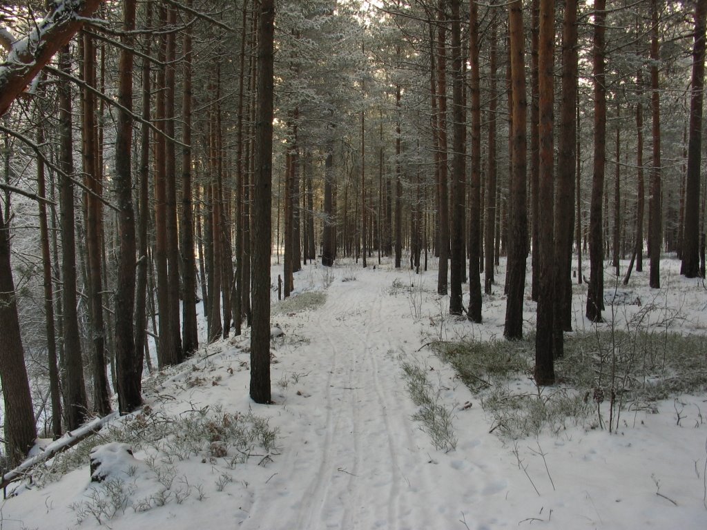 Лесная дорога