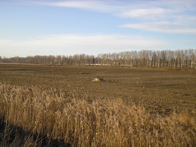 Поле
