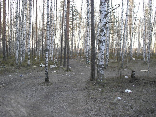 Городские леса
