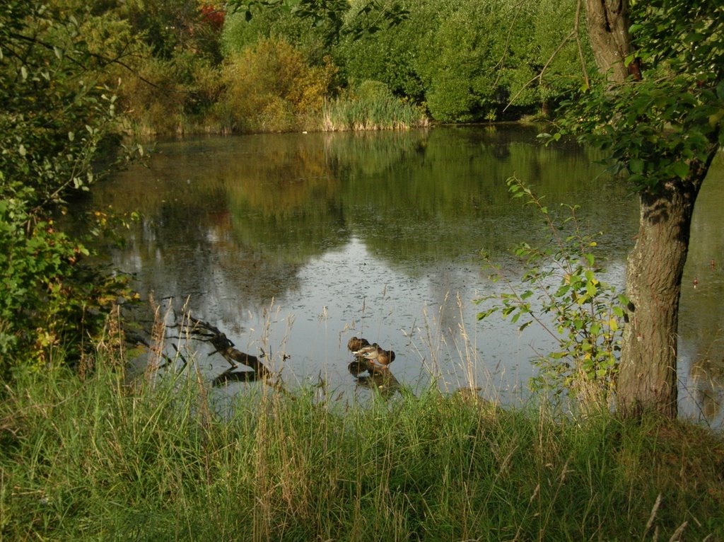 Lake on the Lomonosov street, Pargolovo.