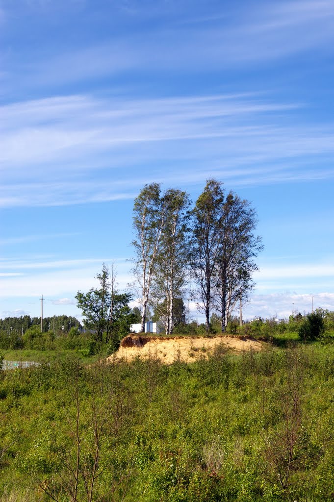 Birch cape
