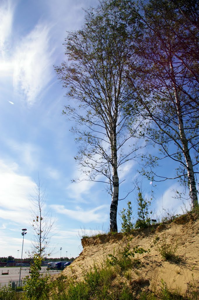 Birch cape 2