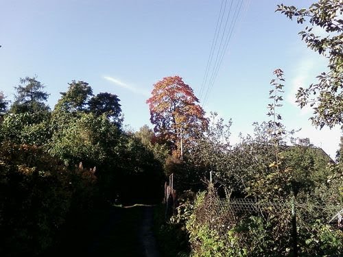пос. Парголово, ул. Ломоносова