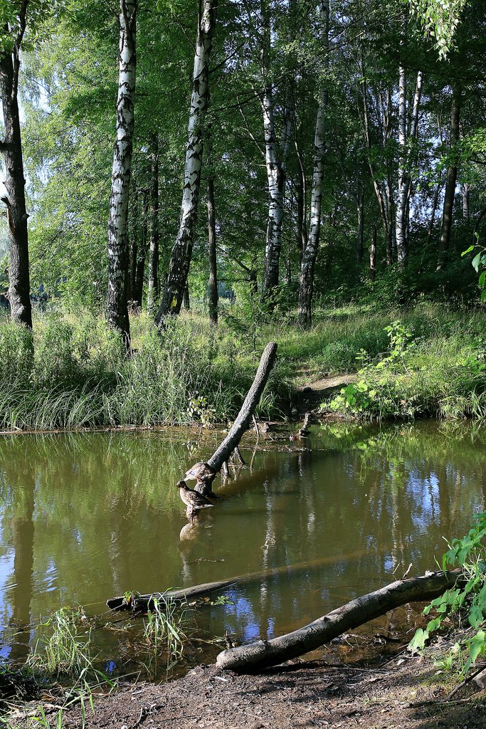 Английский парк
