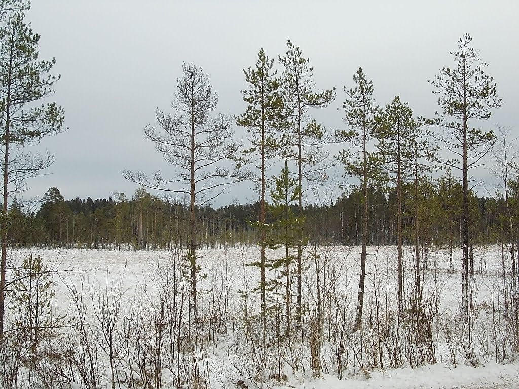 Зимнее болотце