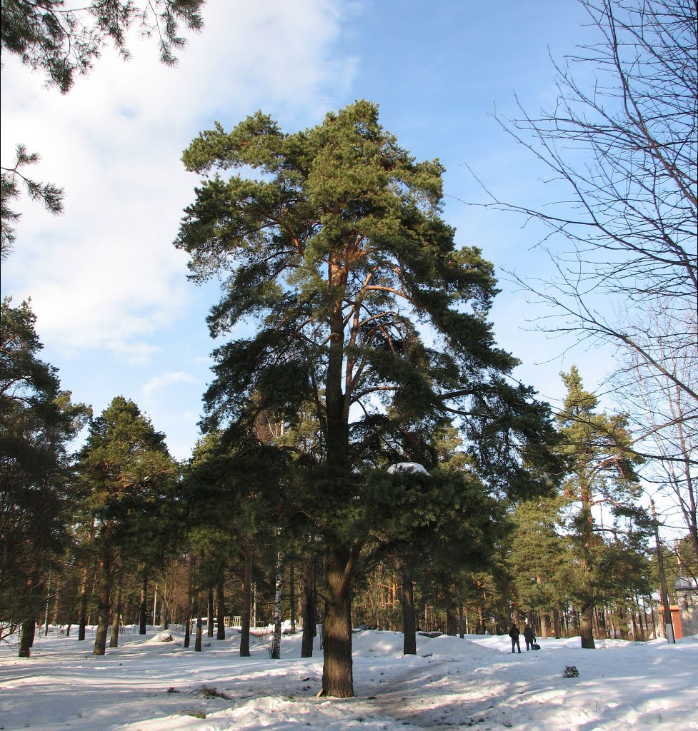 Сосна у кирхи