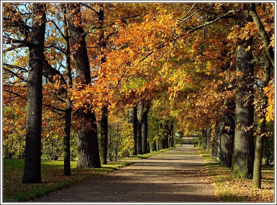 Autumn Park (www.blackred.spb.ru)