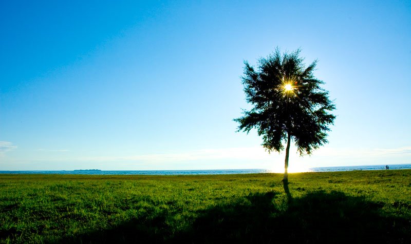 Tree ashore