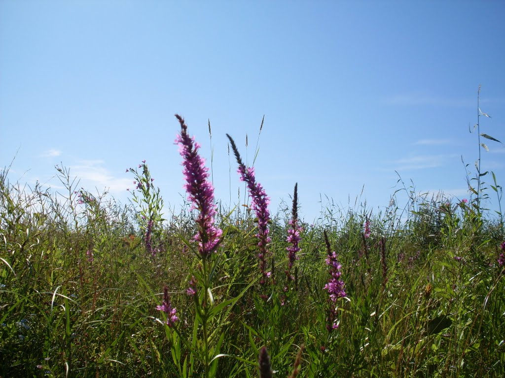 Salicaria Lythrum, pink Flowers and Beach.