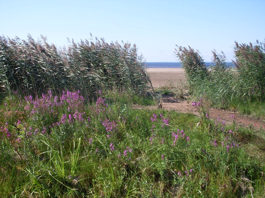 Beach and Flowers, Salicaria Lythrum.