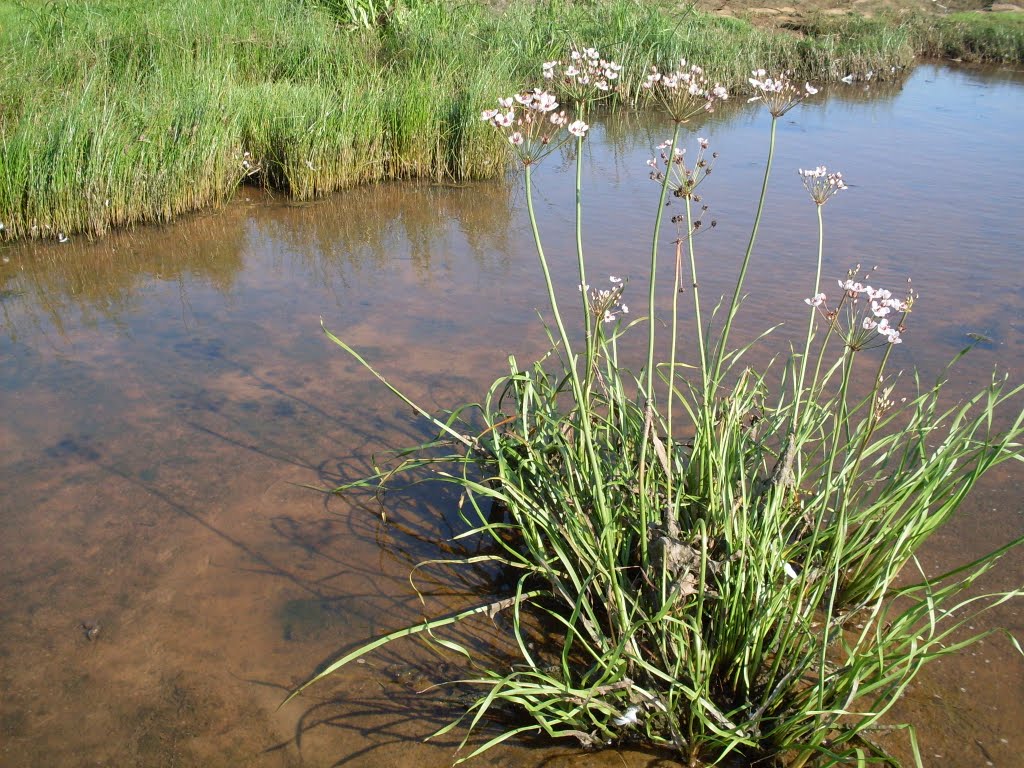 Water Beach  Flowers, Butómus umbellátus