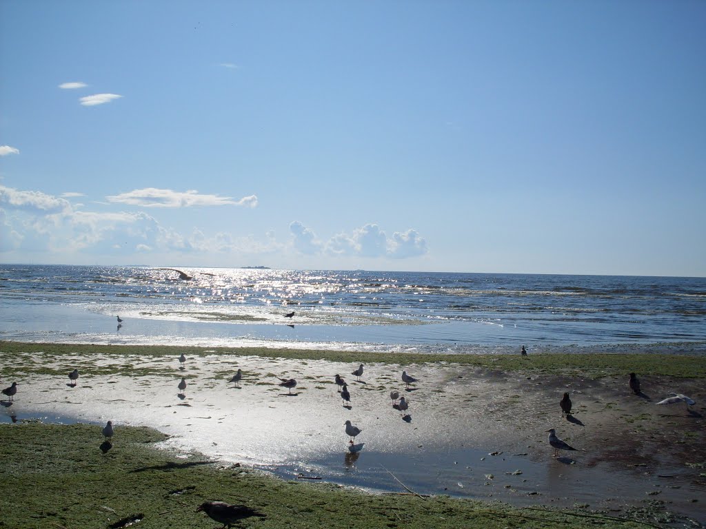 Beach Birds.