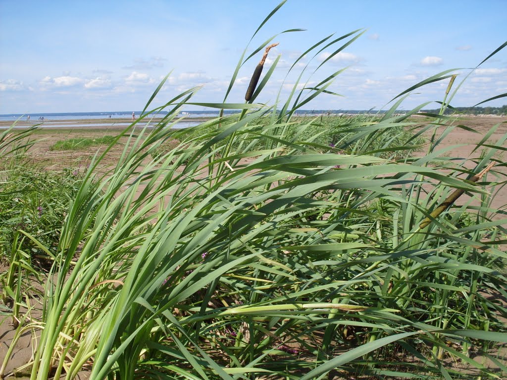 Seaside and grass.