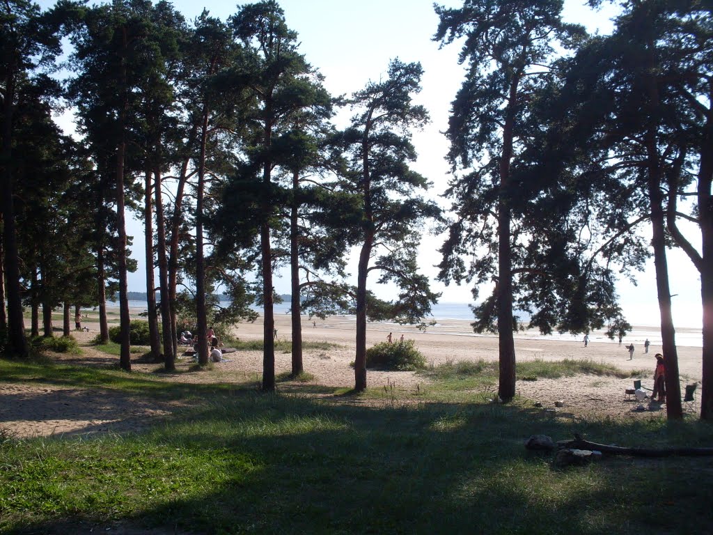 Trees and Dune.