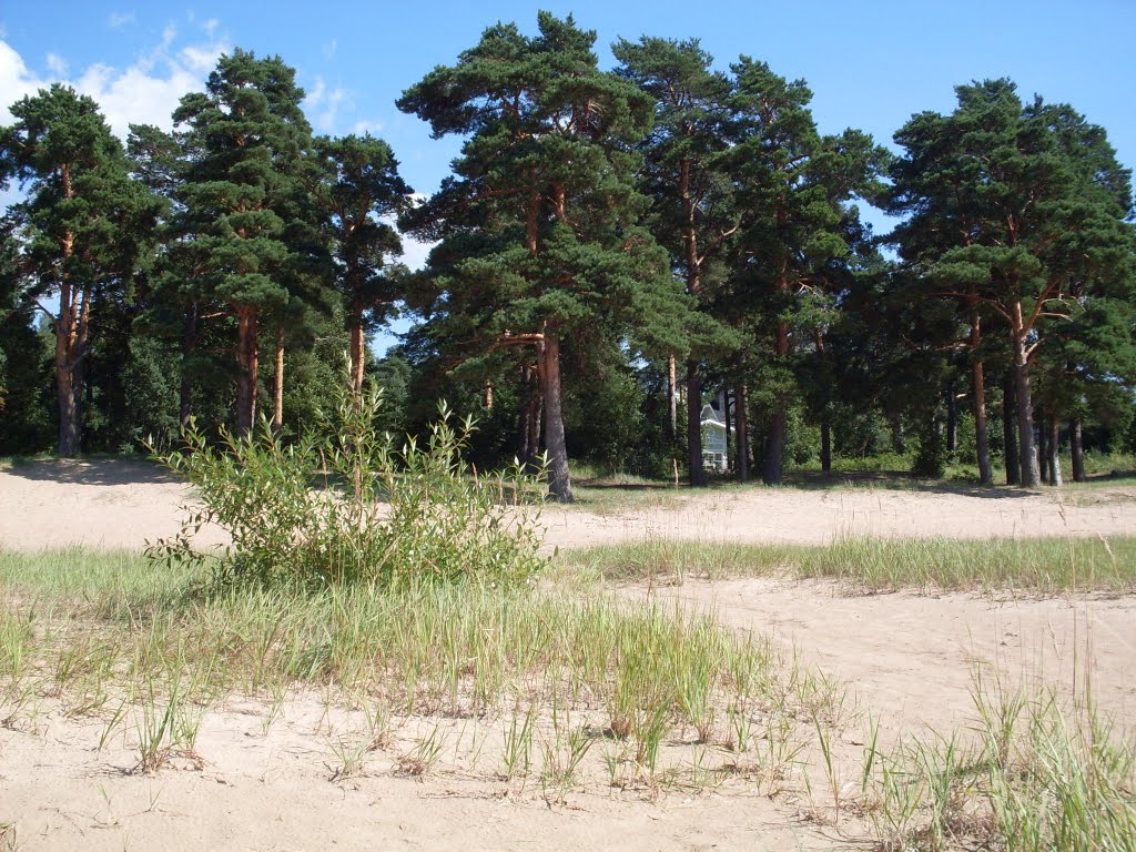 Sunny Dune.
