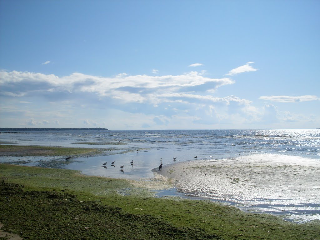 Green beach and Birds.