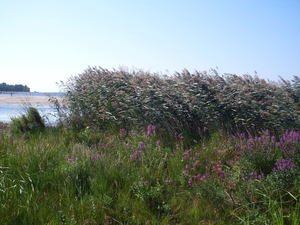 Beach, Grass and Flowers...