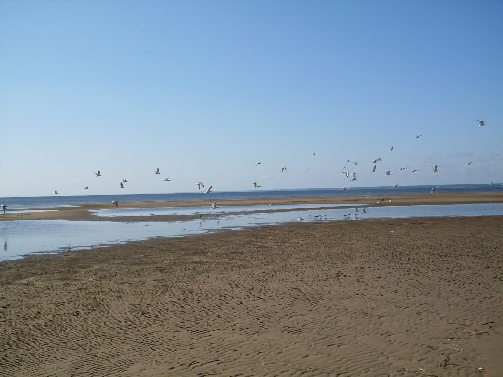 Beach Birds.