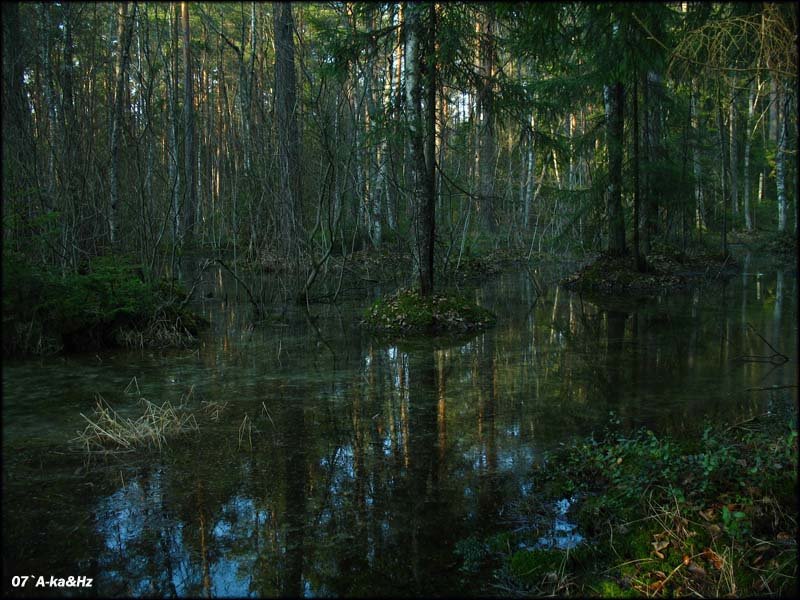 Sunken Forest