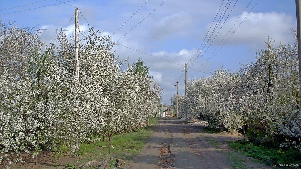 Весна на Вишнёвой улице.