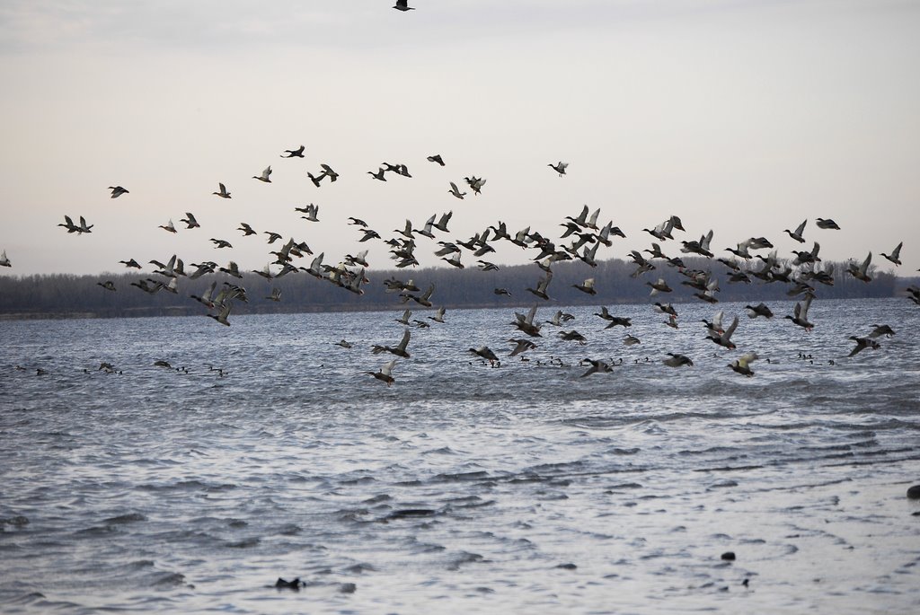 Duck flight