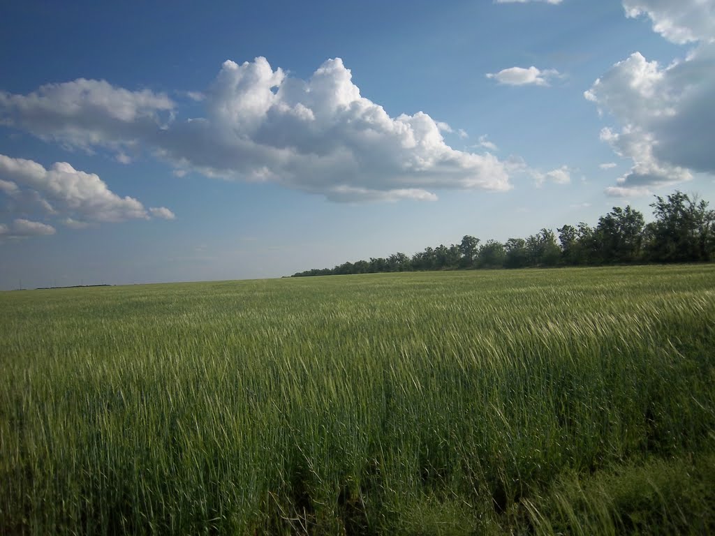лето 2011