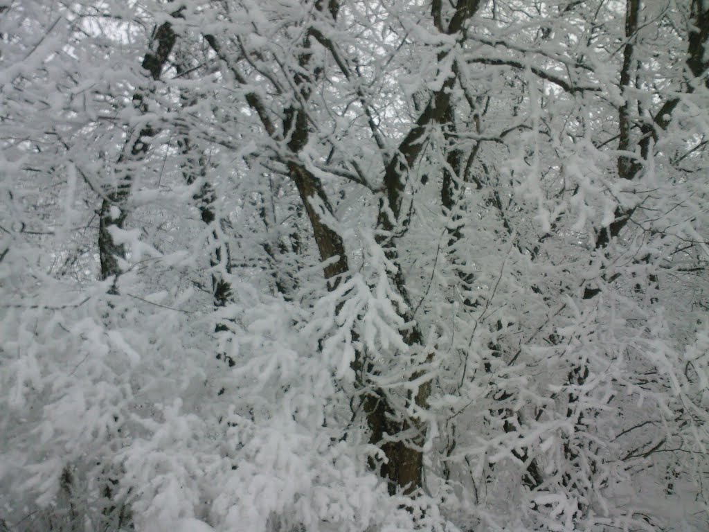 Калининск РЭС февраль 2009