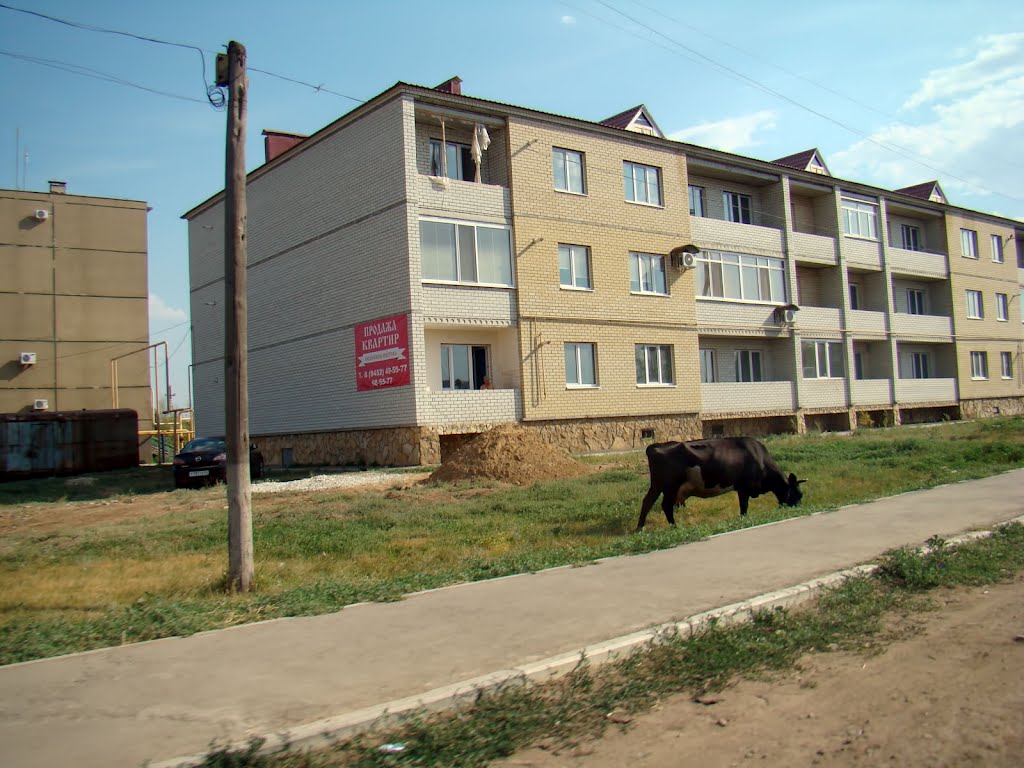 Новый дом
