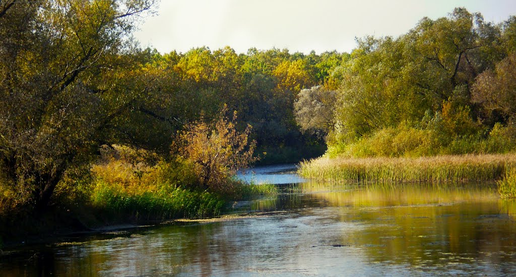 Лес в октябре / October forest