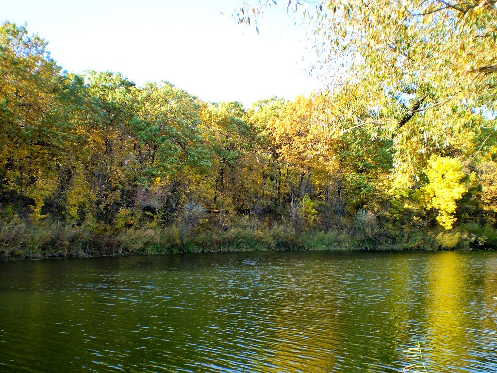 Вид на лес с другого берега /View of forest with the opposite bank