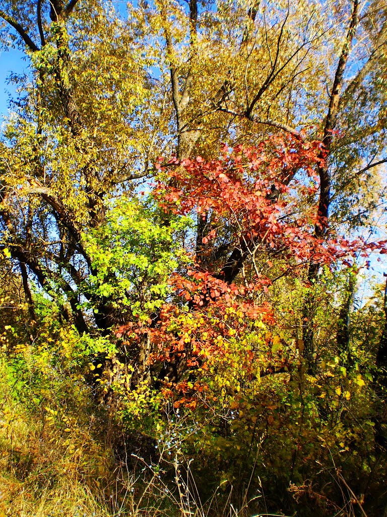 Amazing autumn
