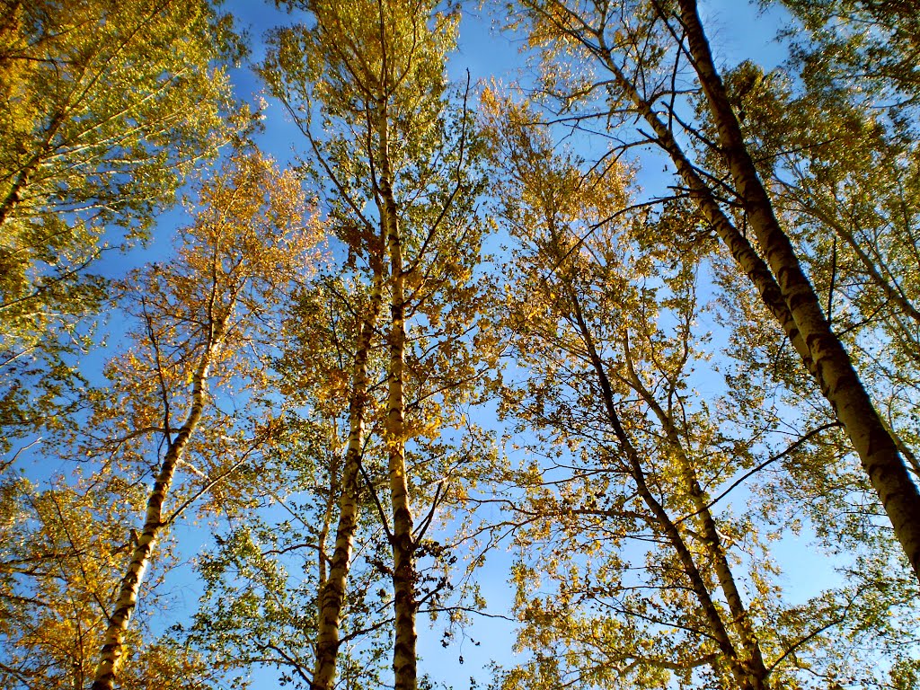 Березки... / Birches...