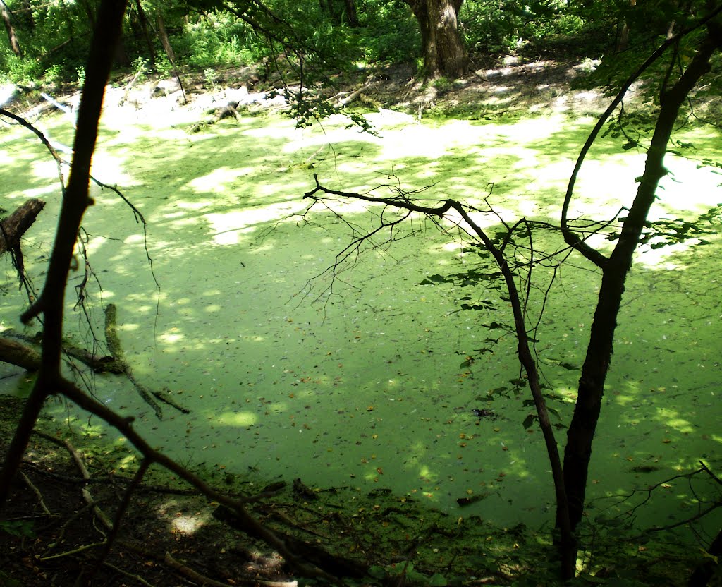 Samoylovka