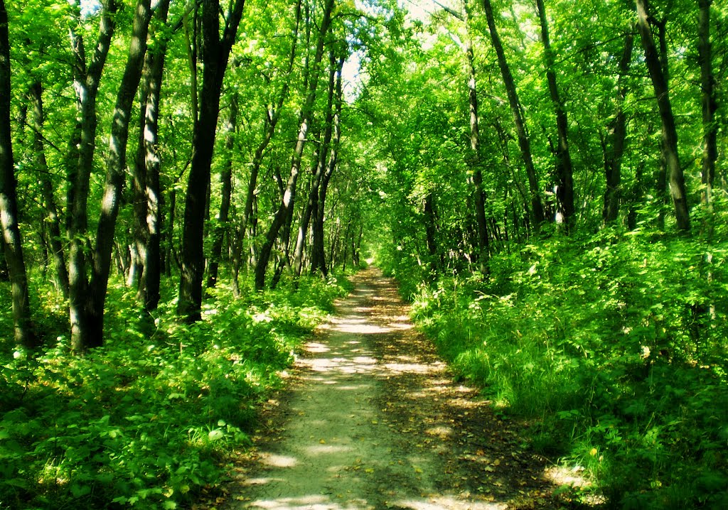 Летний солнечный лес / Sunny forest