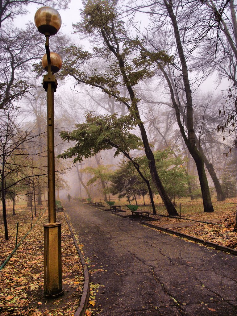 Autumn, Fog in park