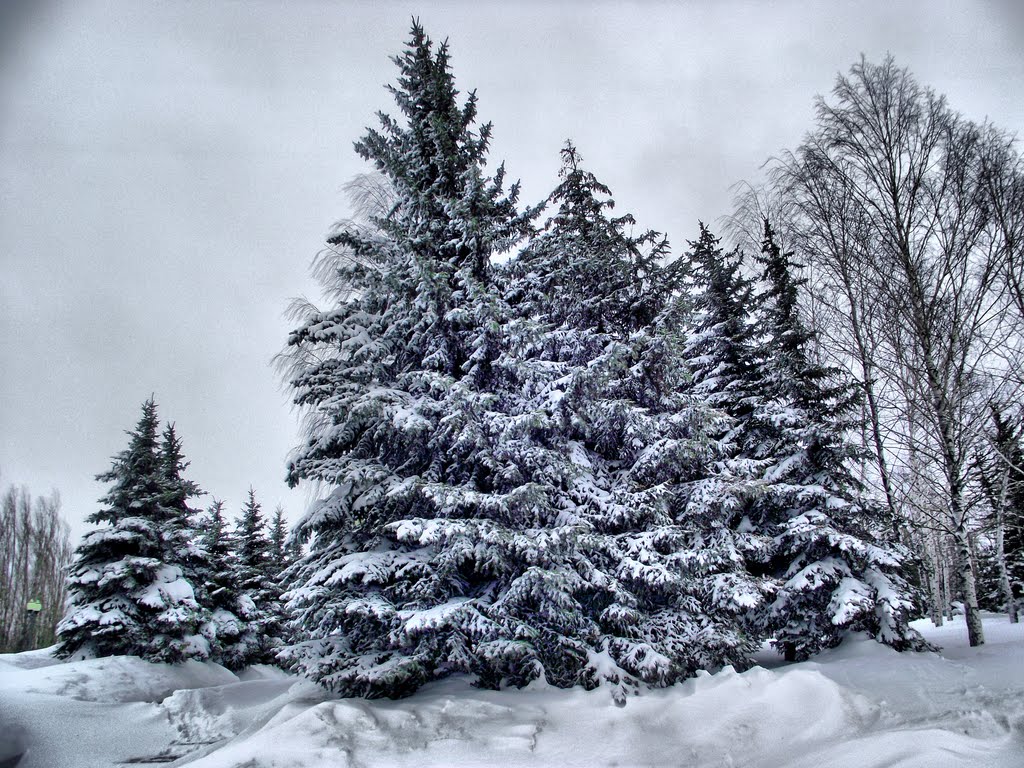 Viktory park, winter