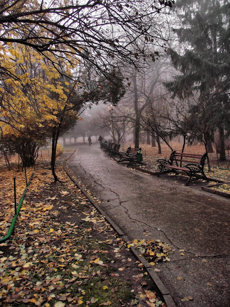 Autumn Fog