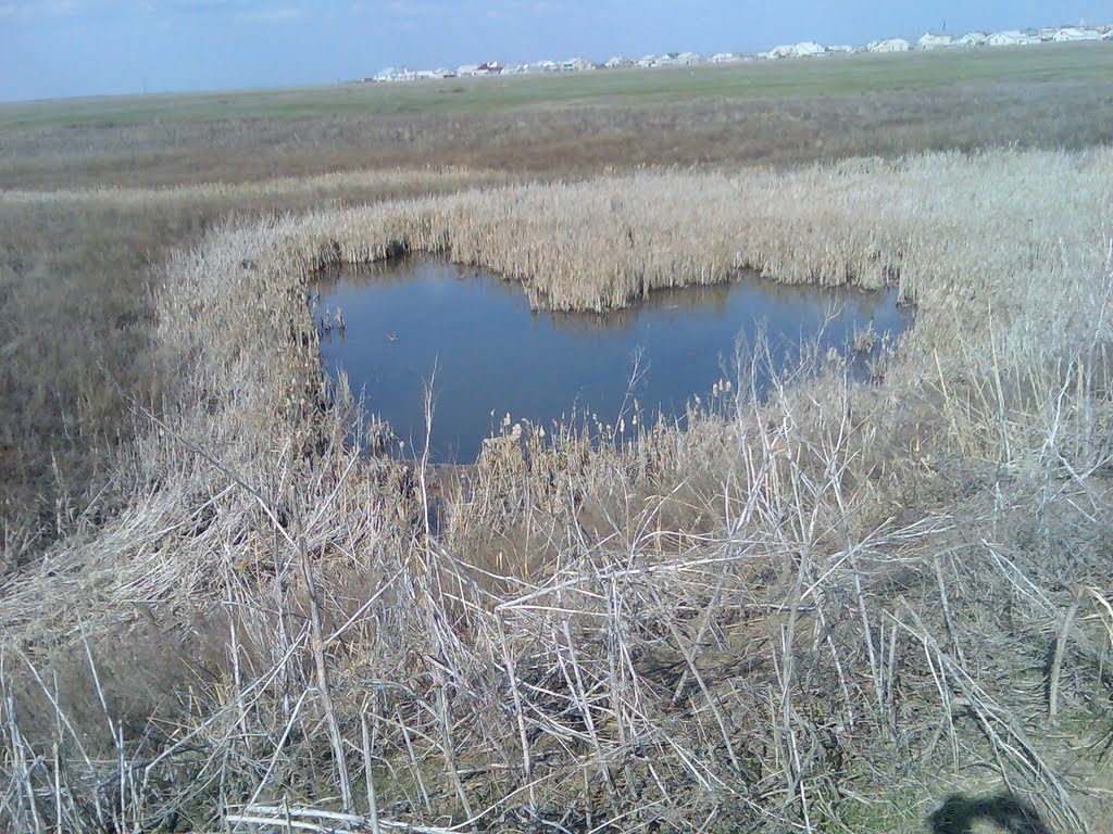 летнее сердце