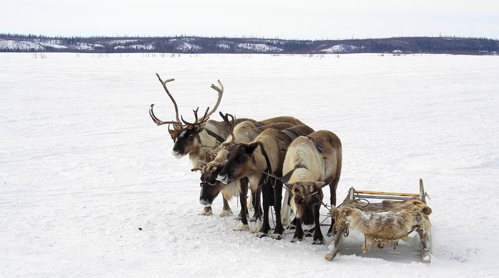 Deers