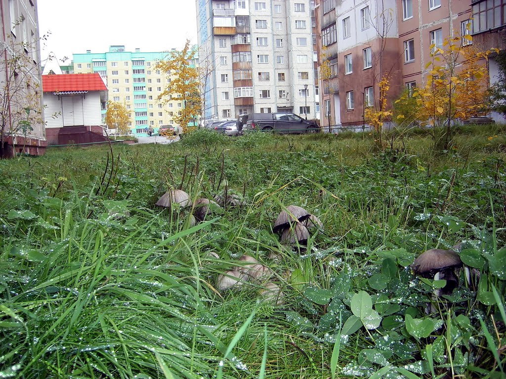 Городские грибы