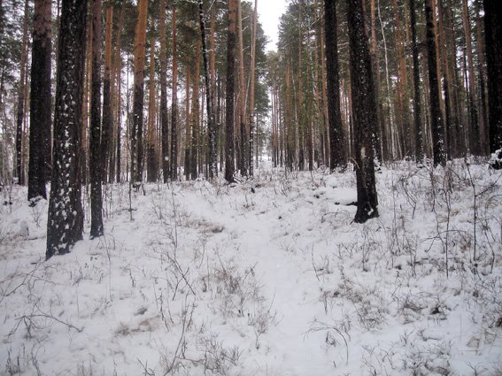 Вид вверх 2008-11-08