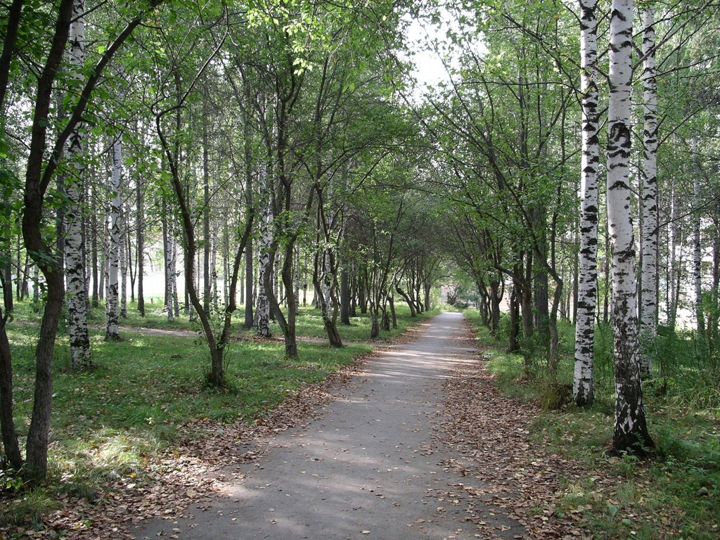 Аллейка к школе №71 (2007)